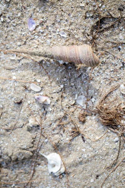 Shells on the beach — Stock Photo, Image