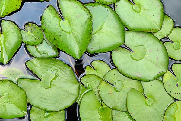 Lotus leaf on water — Stock Photo, Image