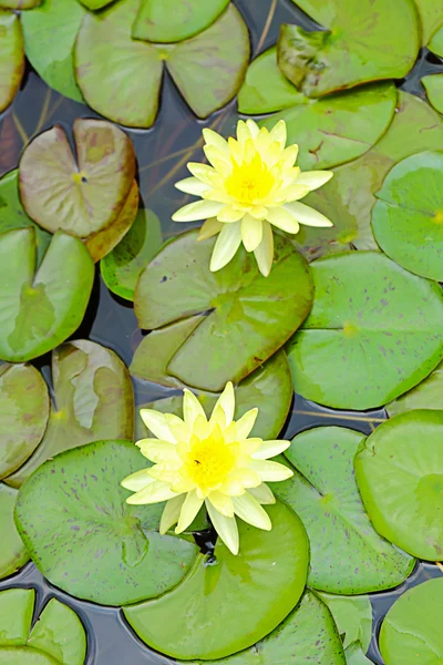 Nature of Blossoming lotuss in pond — Stock Photo, Image