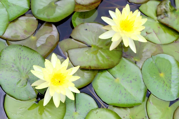 Nature of Blossoming lotuss in pond — Stock Photo, Image