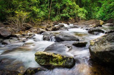 Şelale orman niteliği