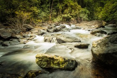 Şelale orman niteliği