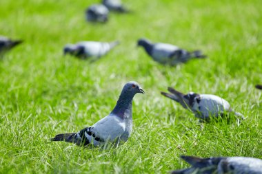 yeşil çim zemin üzerinde güvercin