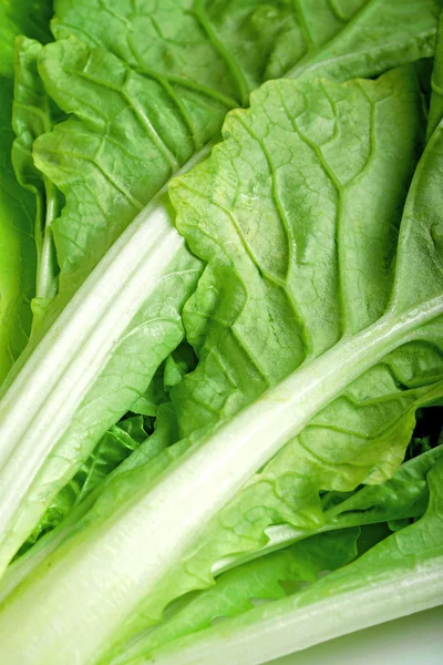 Green vegetable close up with white background — Stock Photo, Image