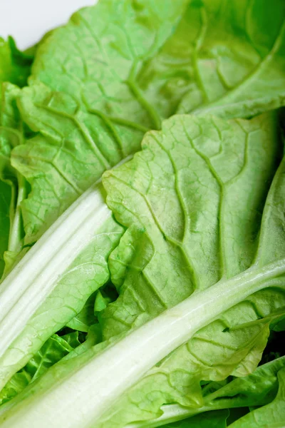 Green vegetable close up with white background — Stock Photo, Image