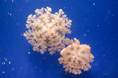 mavi arka plan ile jellyfishes