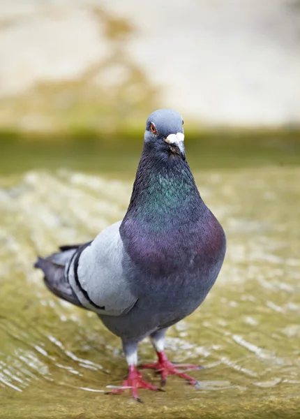 Pigeon close up shoot — Stock Photo, Image