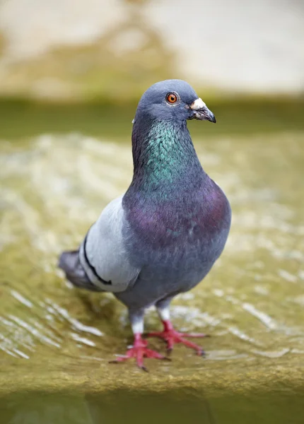 Pigeon close up shoot — Stock Photo, Image