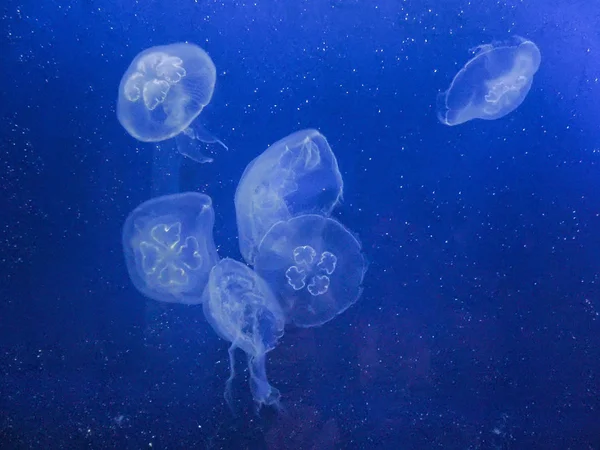 Jellyfishes z niebieskim tle — Zdjęcie stockowe