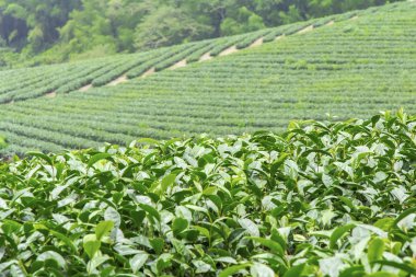 çay çiftlik, Alişan Dağı, Tayvan