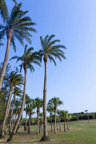 Yeşil otlak, eluanbi Parkı, kenting, pin-don, Tayvan