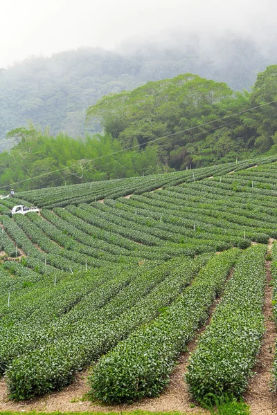 Herbata gospodarstwa, alishan montażu, Tajwan — Zdjęcie stockowe