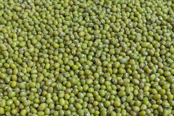 Fresco mung bean gramas close-up vista — Fotografia de Stock