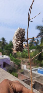 Yakın plan arkaplan gökyüzü ile boş kahverengi arı kovanı yan görünümü