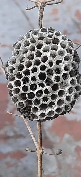 Closeup Empty brown Beehive with background sky
