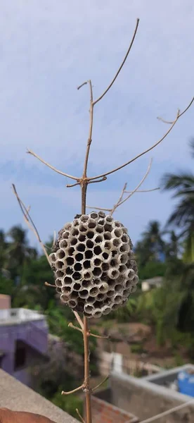 Closeup Empty brown Beehive front view with background sky