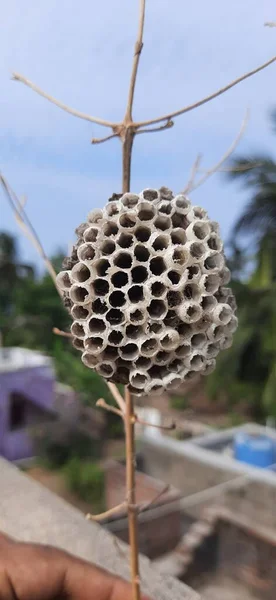 Closeup Empty brown Beehive with background sky