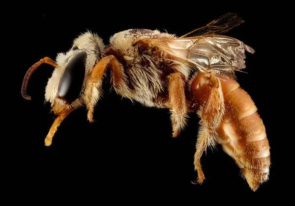 Sidovy Över Chrysocolletes Arter Vågigt Hår Bee Exemplar — Stockfoto