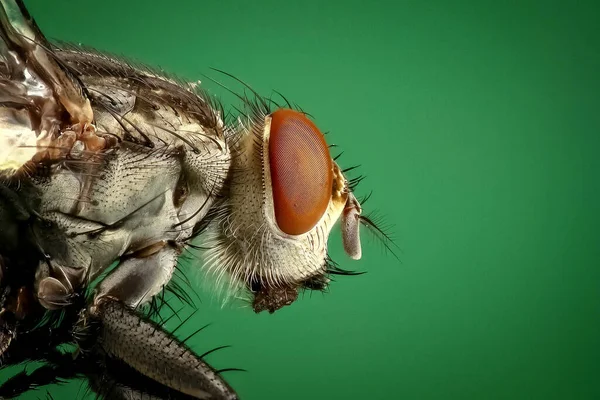 Bostadsfluga Insekt Makro — Stockfoto