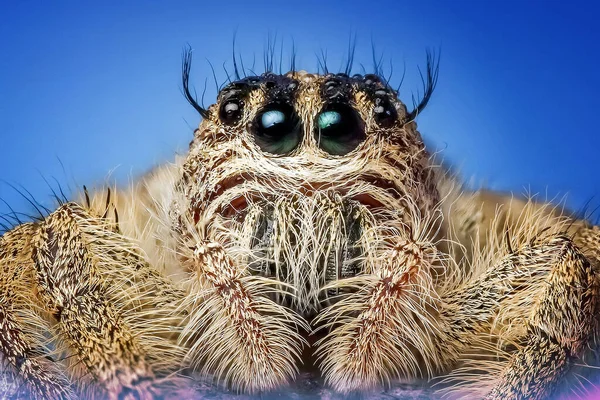 Primer Plano Cabeza Araña Ojos — Foto de Stock