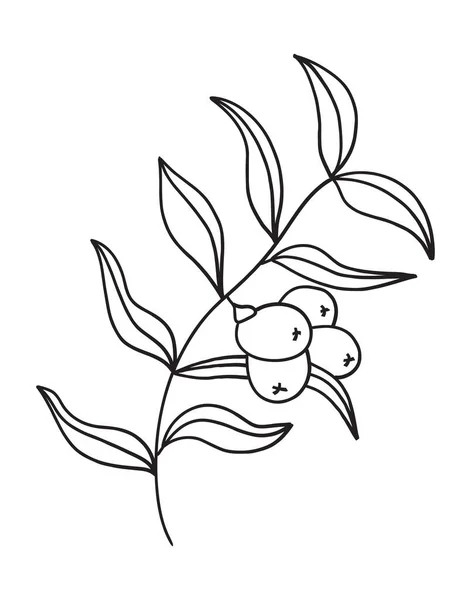 海带刺分枝向量 枝条上的果实 叶型呈线形 标识自然图解 — 图库矢量图片