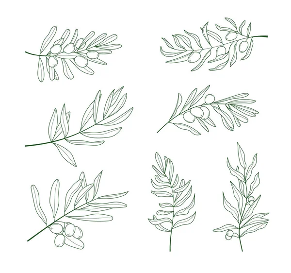 Olive Branch Vector Set Doodle Sketch Style Ink Pencil Hand — Stock Vector