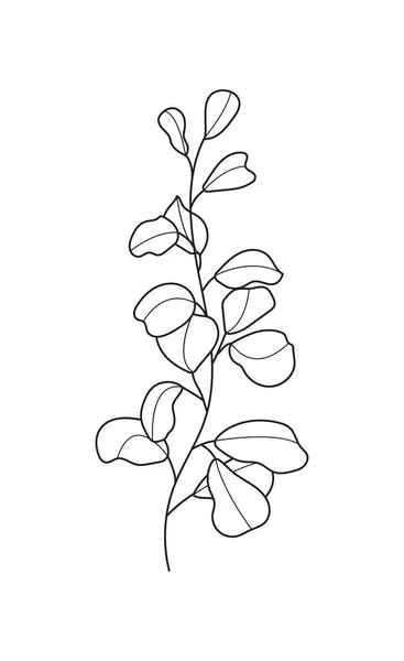 Vector Ramas Eucalipto Estilo Línea Hojas Eucalipto Bohemio Planta Sobre — Archivo Imágenes Vectoriales