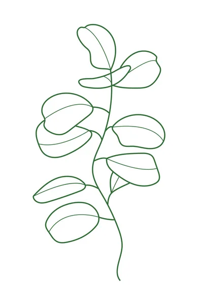 线型的桉树分枝向量 波希米亚桉树叶子 在孤立的背景上种植 极小的 简单的植物学 有机图标 — 图库矢量图片