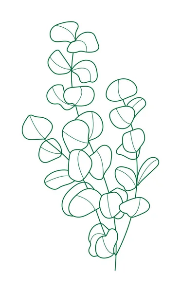 Eucalyptus Branch Vector Line Style Bohemian Eucalyptus Leaves Plant Isolated — стоковый вектор