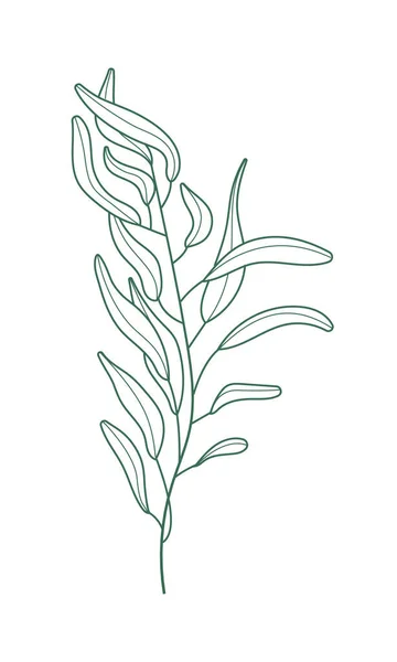 ユーカリの枝ベクトルラインスタイルで ボヘミアンユーカリの葉 隔離された背景に植物 最小限でシンプルな植物 有機的なアイコン — ストックベクタ