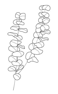 Sanat tarzında okaliptüs dalı vektörü. Bohem okaliptüs yaprakları, izole arka planda bitki. Asgari, basit botanik, çiçek, organik ikon.