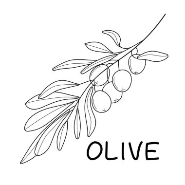 Çizim tarzında zeytin dalı vektörü. Siyah, tek çizgi botanik dal ve yaprak. Mürekkep, kalemle çizilmiş zeytin ağacı, ambalaj deseni, logo, çerçeve veya kenar için yapraklar.