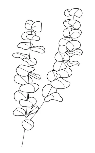 Eukaliptusz Vektor Vonal Művészet Stílusban Bohém Eukaliptusz Levelek Növény Elszigetelt — Stock Vector