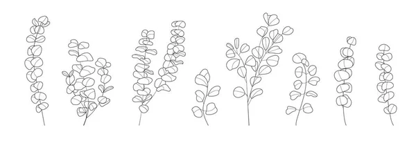 Eucalyptus Gren Vektor Inställd Linje Konst Stil Böhmiska Eukalyptusblad Plantera — Stock vektor