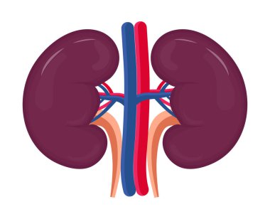 Tıbbi ikon vektörü için böbrekler. Karikatür iç organı konsepti: piyelonefrit, nefroptotik, böbrek yetmezliği. Sağlıklı böbrek çizgi filmi işareti