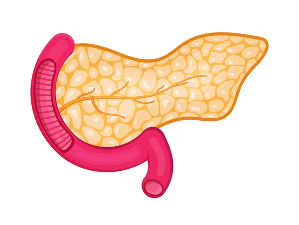 Muestra Páncreas Con Arterias Órgano Interno Del Sistema Digestivo Sobre — Vector de stock