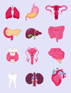 Bir grup insan iç organ vektörü. Pankreas, akciğerler, kalp, bağırsak, tiroid beyaz arka planda izole edilmiştir. Prostat, mide, böbrek ve rahim anatomisinin karikatür ikonu vektörü.