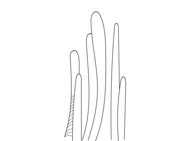 Cactus Animationin Line Art 스타일 직물등을 식품을 손으로 선인장이다 페이퍼 — 비디오