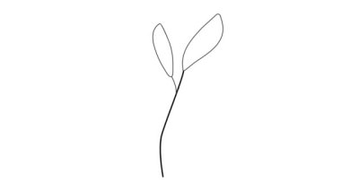 Palmiye ağacı, eğrelti otu çizgi videosu. Botanik baskılar duvar sanatı için ayarlandı. Çizgi çizgisi olan bir bohem tarzı. Minimalist soyut bitki dalı sanat boho tasarımı