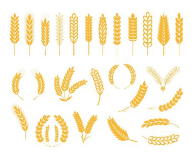 Ears of wheat, ear of rye, spikelet set vector. Cereals plant icons in flat style for cafe, product package. Oats and barley symbols, bio products logo.