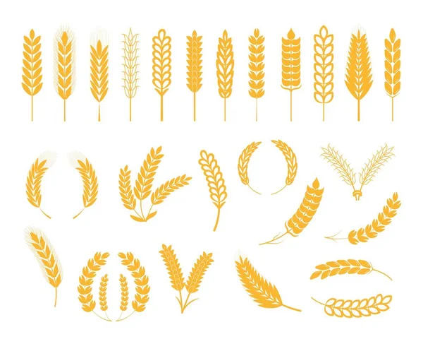 Ears Wheat Ear Rye Spikelet Set Vector Cereals Plant Icons — Stok Vektör