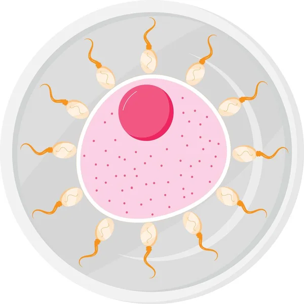 Inseminazione Artificiale Illstartion Vettore Stile Piatto Cellula Ovarica Nella Capsula — Vettoriale Stock