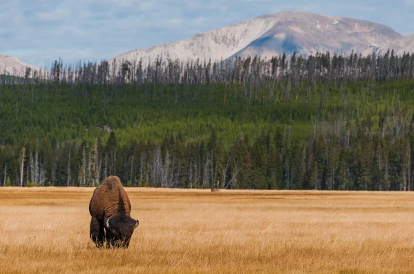 Bison in Yellowstone Np — Stockfoto