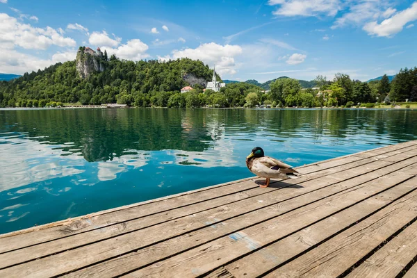 Bled Gölü ve ördek. — Stok fotoğraf