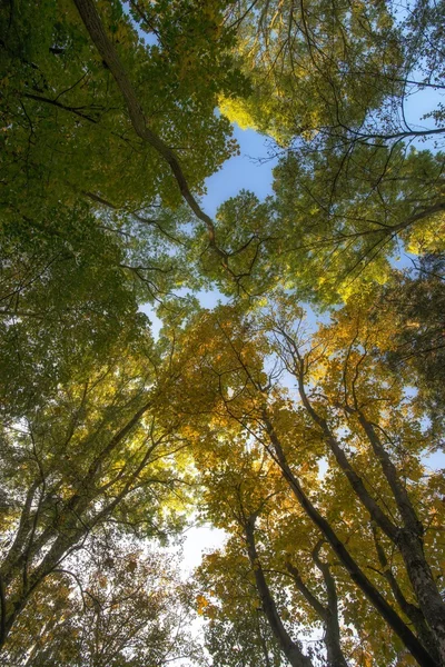 Treetops — Stock Photo, Image