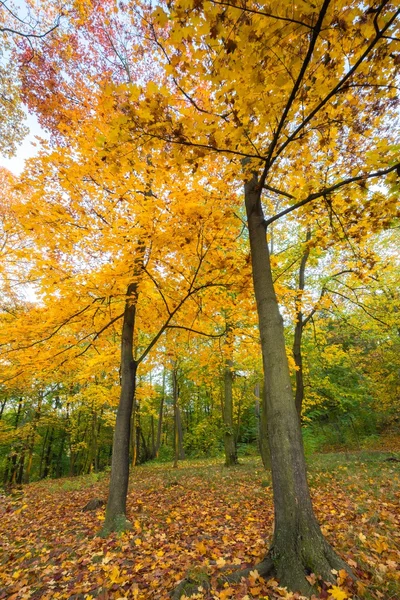 Parque de outono. — Fotografia de Stock