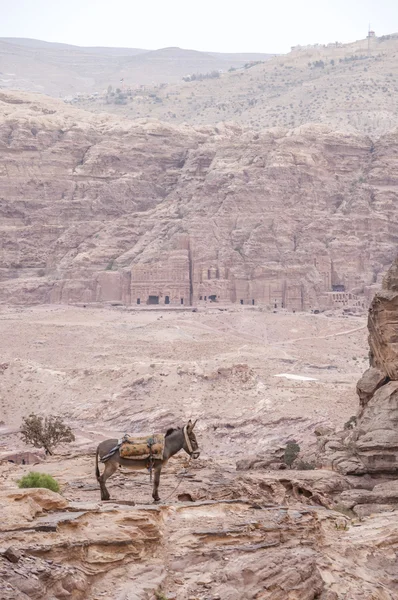 Burro em Petra, Jordânia - vertical . — Fotografia de Stock