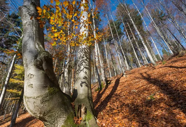 Herbstwald. — Stockfoto