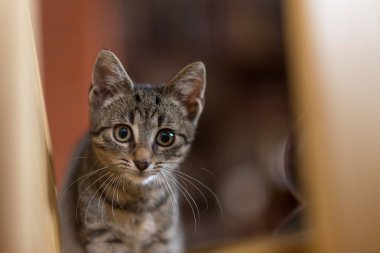 şirin kedi yavrusu.