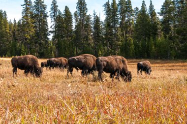 Bison on meadow in Yellowstone. clipart